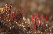 Mose-pors i blomst