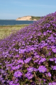 Eng-Storkenæb, Gullerup Strand
