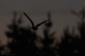 Natravn 