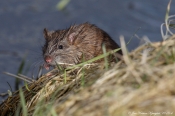 Brun rotte i naturen