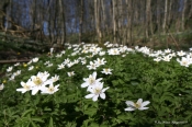 Hvid anemone 