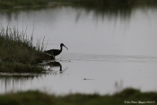 Sort Ibis ved Lønnerup Fjord