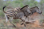 Zebra - Kruger