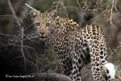 Juvelen blandt dem alle, Leopard