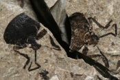 Fossilt aftryk af tæge, cementsten/ moler, Mors