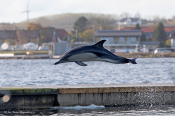 Almindelig Delfin gør store spring