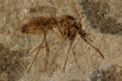Fossilt aftryk af myg i cementsten, Mors