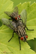 Kødflue (Sarcophaga ssp.) i parring