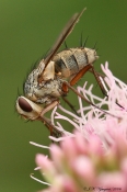 Flue sp.