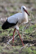 Hvid Stork, Nytorp - Hanstholm