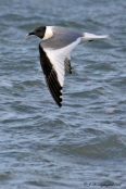 Sabinemåge, adult