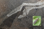 Fossilt aftryk af stor Skorpionsflue sp.