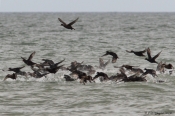 Rastende sortænder ved Bulbjerg
