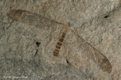 Fossilt aftryk af Stankelben sp.