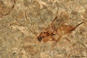 Fossilt  aftryk af snyltehveps sp.
