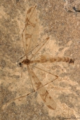 Fossilt stankelben sp., cementsten