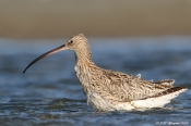 Stor Regnspove -  fisker godbidder