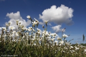 Sommer idyl
