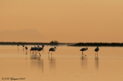 Europæisk Flamingo