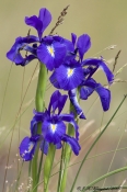Blå Iris i naturlige omgivelser