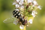 Hvidplettet Agersvirreflue
