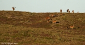 Krondyr i Nationalpark Thy