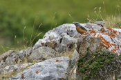 Stendrossel fint camoufleret