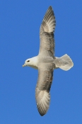 Mallemuk, Bulbjerg